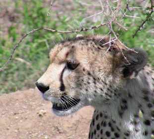 Нгоронгоро