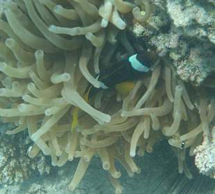 Am Hausriff direkt vor dem Hotel