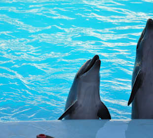 Dolphin Sharm elshiek show