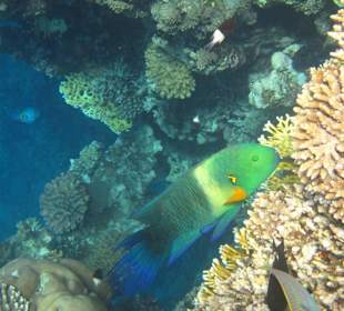 Besenschwanz Lippfisch