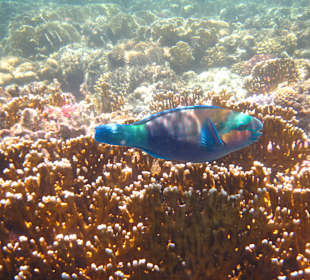 Papugoryba