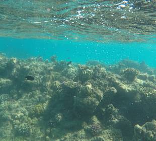 Schnorcheln Hurghada