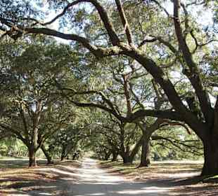 Zufahrtsstraße zur Orton Plantation