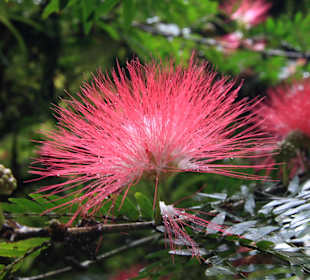 Blume