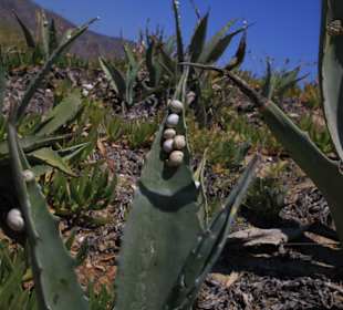 Inselrundfahrt Kreta