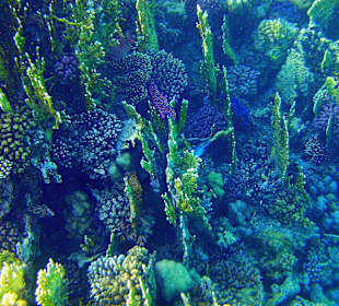 Schnorcheln Marsa Alam