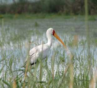 Storch