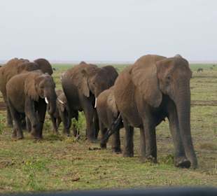 Kleine Herde Elefanten
