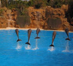 Delfines