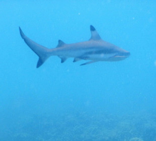 Riffhai Pigeon Island