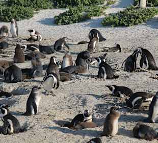 Boulders Beach