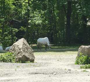Arabische Oryx