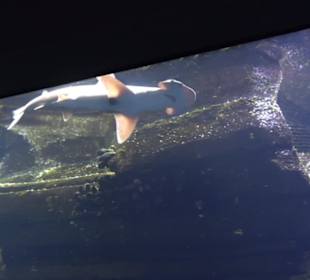 Aquarium