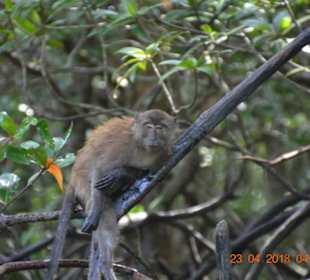 Affe in den Mangroven