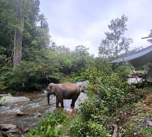 So nah sind die Tiere - rechts das Luxuszelt