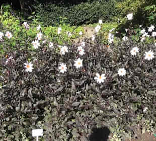 Staudengarten - Berggarten