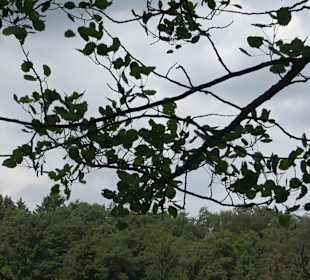 Waldlehrpfad in Tieringen