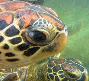 Tourguides Eddy Murphy