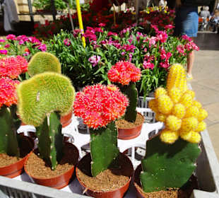 Eindrücke vom Blumenmarkt in Aix-en-Provence
