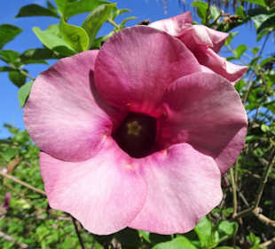 Rundgang durch den Botanischen Garten der Domaine