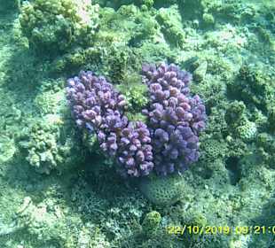 Schnorcheln Hurghada