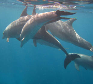 Schwimmen mit Delphinen
