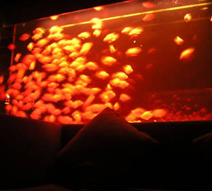 in der D.N.A. Bar