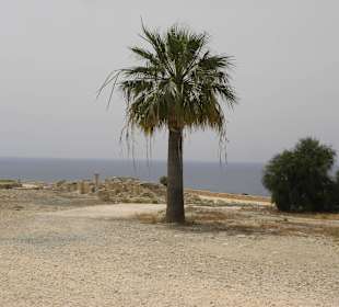 Kourion - tree