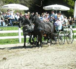 lustige Pferdekutschenfahrt