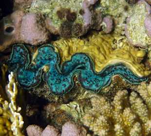 Schnorcheln Abu Dabbab