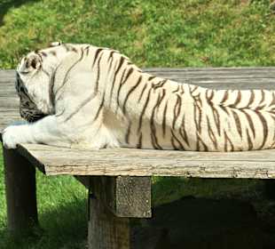 Kameltheater & Weißer Hof