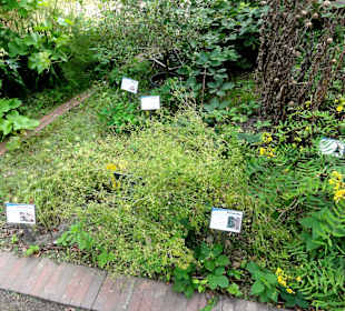 Rundgang durch den Botanischen Garten Oldenburg