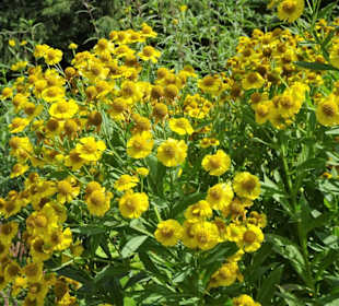 Rundgang durch den Botanischen Garten