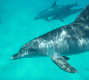 Delfinausflug 