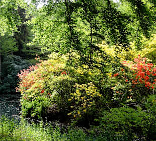 Spaziergang durch den Rhododendronpark im Mai