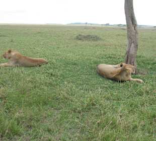 Lions in Tsavo East
