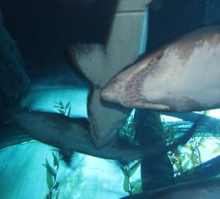 Dubai Aquarium in der Dubai Mall