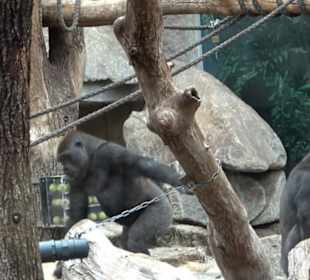 Tierpark Hellabrunn - Welt der Affen