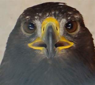 Blick in die Volieren