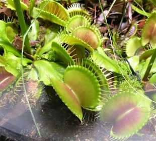 Fleischfressende Pflanzen