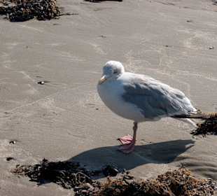 Möwe auf Norderney