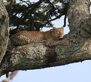 Leopard on a tree