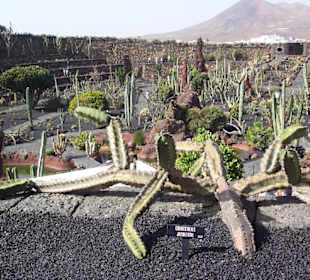 Jardin de Cactus bei Guatiza