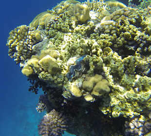 Super Unterwasserwelt