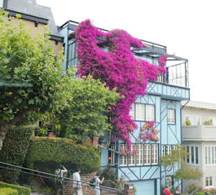 Herrlich bewachsene Häuser