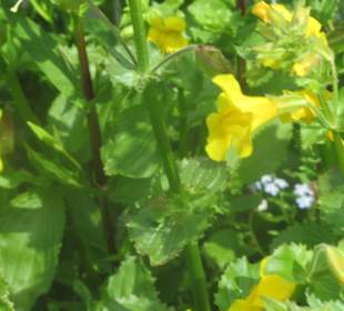 Botanischer Garten Augsburg