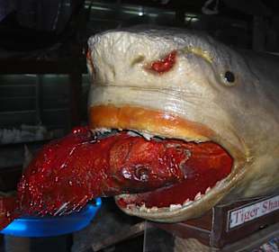 Sindbad Submarine Museum 