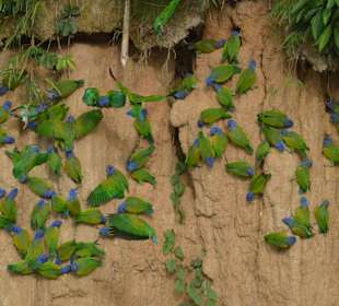Blaukopfpapageien an der Aralecke