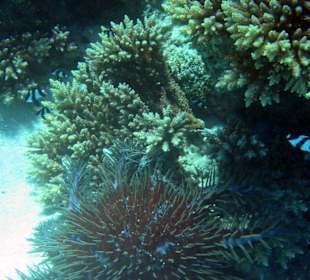 Dornenkrone am Riff