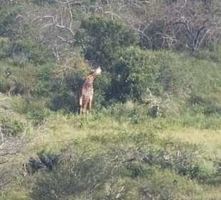 Nationalpark Kenia